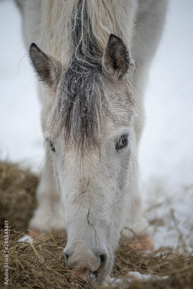 Gray Paint Horse