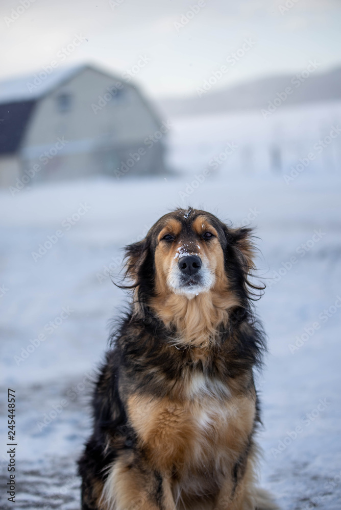 Mixed Breed Dog, Rescue Dog Sitting in the Snow
