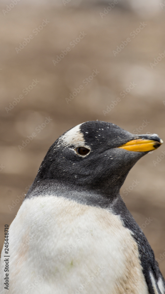 Naklejka premium Gentoo Penguins Colony on the Falklands Islands