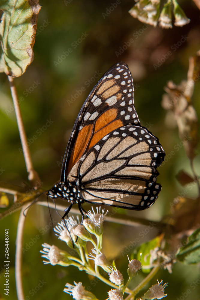 Obraz premium mariposa monarca20