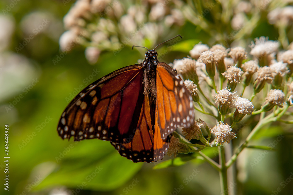 Obraz premium mariposa monarca15