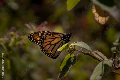 mripoas monarca10 © JuanManuel