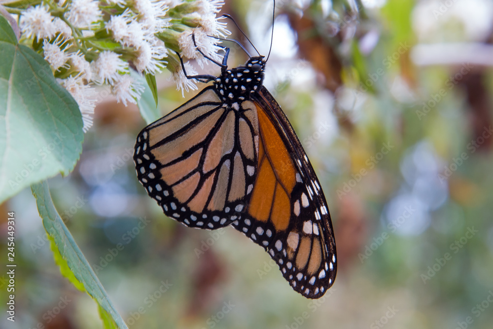 Obraz premium mariposa monarca5