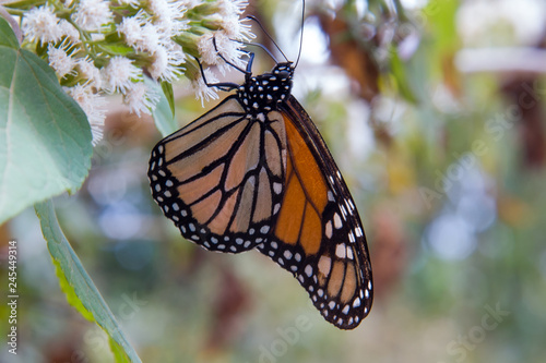 mariposa monarca5