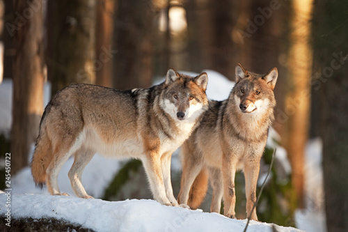 gray wolf  grey wolf  canis lupus