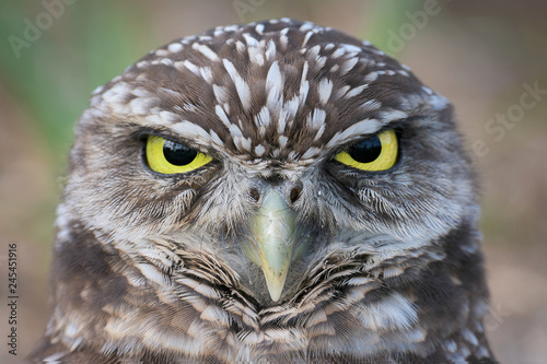 Burrowing owl closeup portrait in Marco Island, Florida