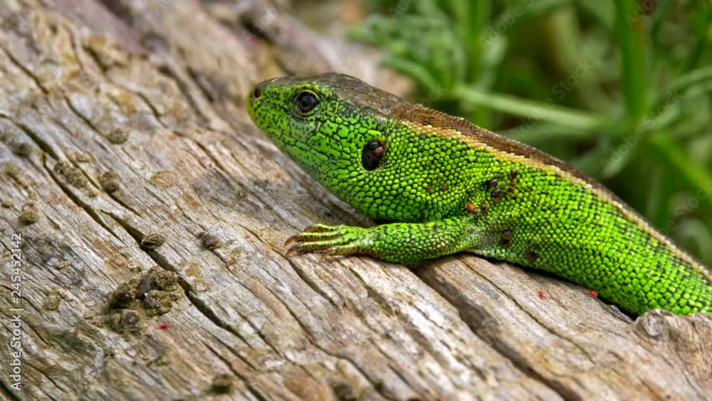 Sand lizard (Lacerta agilis) full of ticks (Ixodes ricinus) Sand lizard (Lacerta agilis) full of ticks (Ixodes ricinus)