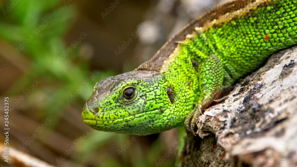 Sand lizard (Lacerta agilis) full of ticks (Ixodes ricinus) Sand lizard (Lacerta agilis) full of ticks (Ixodes ricinus)