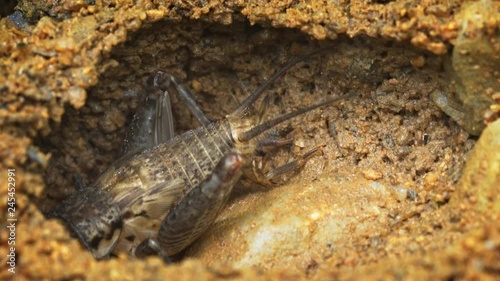 Tropical cricket squeezes into a hole in its natural habitat in Thailand photo