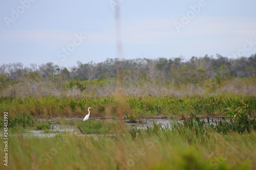 View from Military Trail, Kissimmee Prairie Preserve State Park, Florida photo