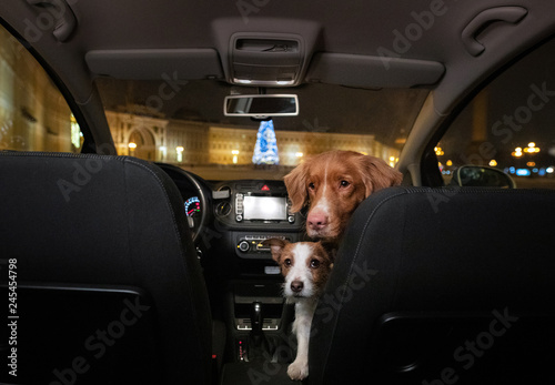 two dogs in the car. Travel with a pet. Nova Scotia Duck Tolling Retriever and Jack Russell Terrier in the evening for a walk