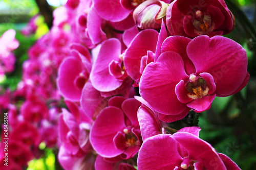 Pink color Phalaenopsis orchid