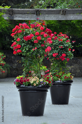 Two black flower planters filled with red geraniums on patio
