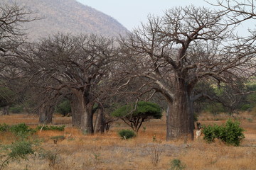 Leinwandbilder Baobab Baobab Bäume in der afrikanischen Steppe  © hecke71
