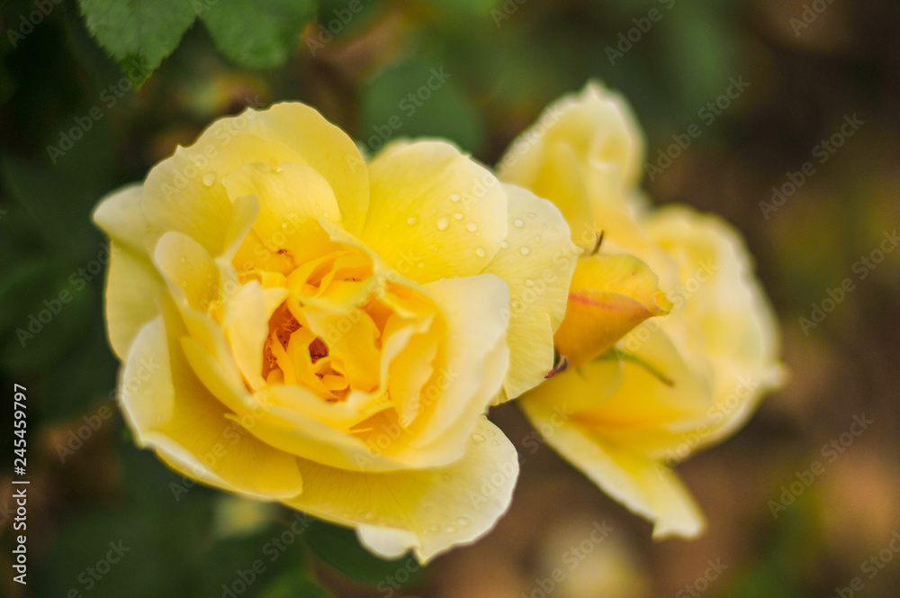 beauty, flower, gardenrose, pink, garden, red, background, flower, closeup, beautiful, nature, green, color, summer, beauty, flower, gardenrose, pink, garden, red, background, flower, closeup, beautiful, nature, green, color, summer,
