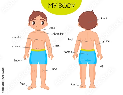 Educational material for children My body. Illustration of a cartoon boy.