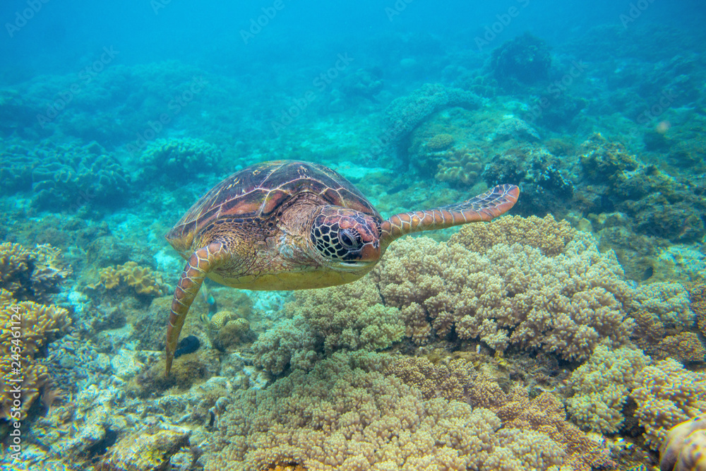 Green turtle in corals underwater photo. Sea turtle closeup. Oceanic animal in wild nature. Summer vacation activity Green turtle in corals underwater photo. Sea turtle closeup. Oceanic animal in wild nature. Summer vacation activity