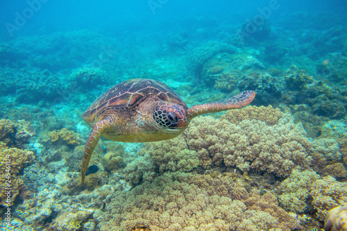 Green turtle in corals underwater photo. Sea turtle closeup. Oceanic animal in wild nature. Summer vacation activity