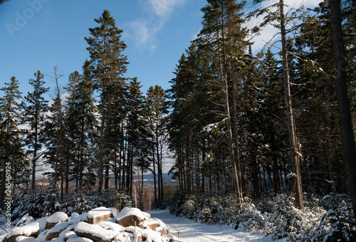 Winter Path with Tall Trees