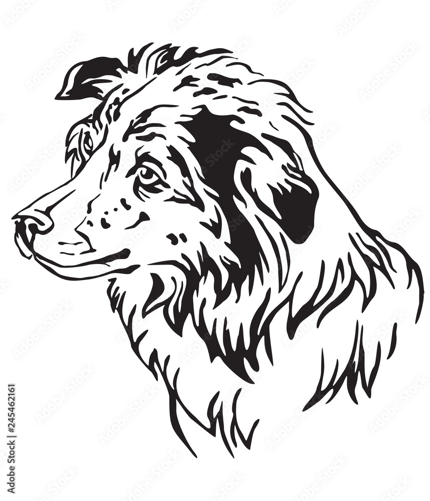 Obraz premium Decorative portrait of Dog Border Collie vector illustration