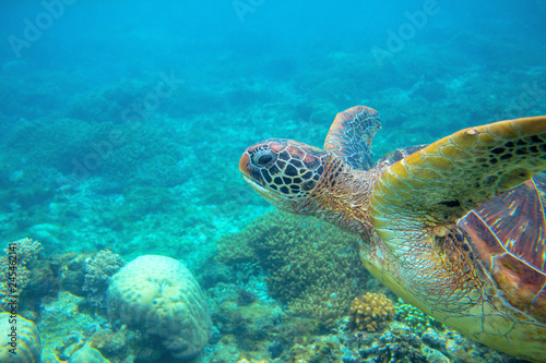 Green turtle head underwater photo. Sea turtle closeup. Oceanic animal in wild nature. Summer vacation activity