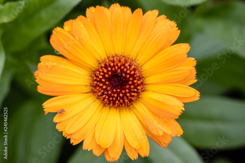 Bright yellow flower