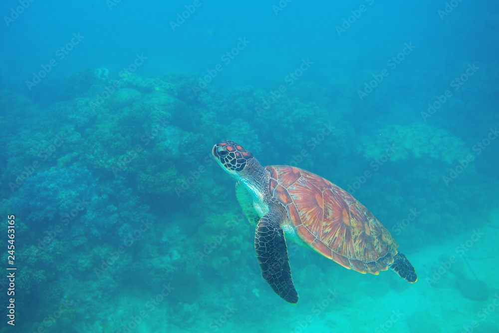 Fototapeta premium Green turtle swimming underwater photo. Sea turtle closeup. Oceanic animal in wild nature. Summer vacation activity