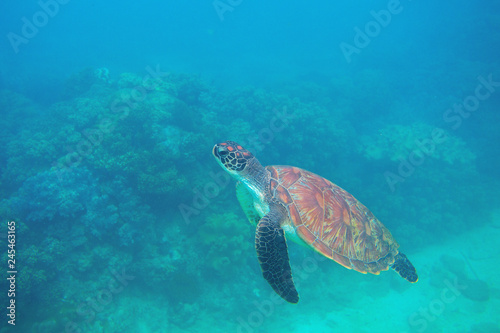 Green turtle swimming underwater photo. Sea turtle closeup. Oceanic animal in wild nature. Summer vacation activity