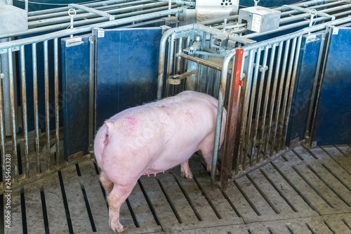 Suinocultura porco