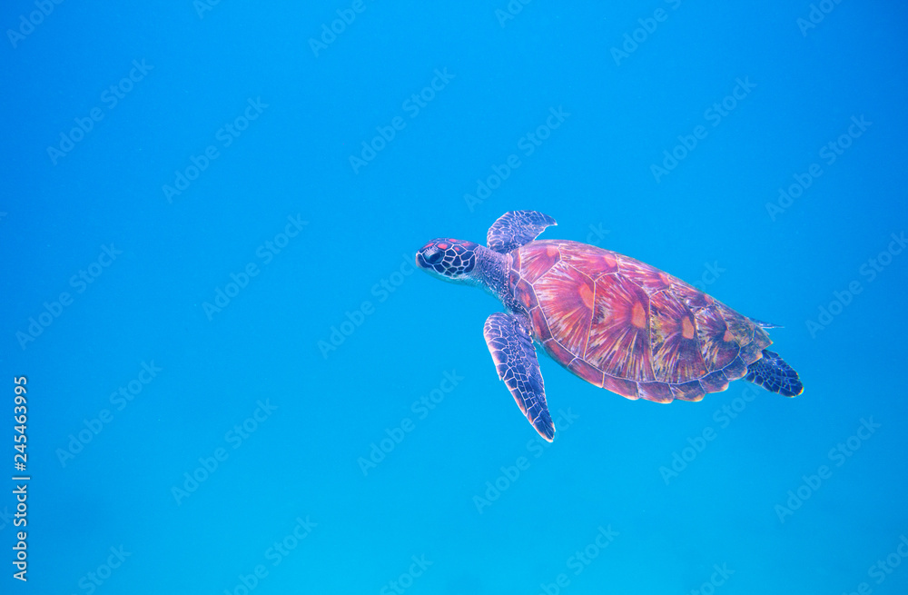Obraz premium Green turtle in open sea underwater photo. Sea turtle closeup. Oceanic animal in wild nature. Summer vacation activity