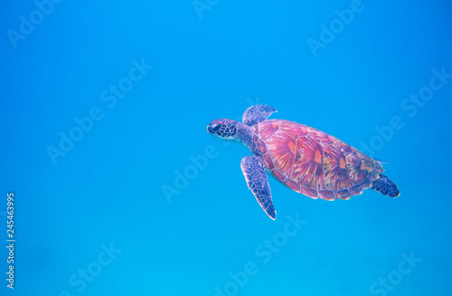 Green turtle in open sea underwater photo. Sea turtle closeup. Oceanic animal in wild nature. Summer vacation activity