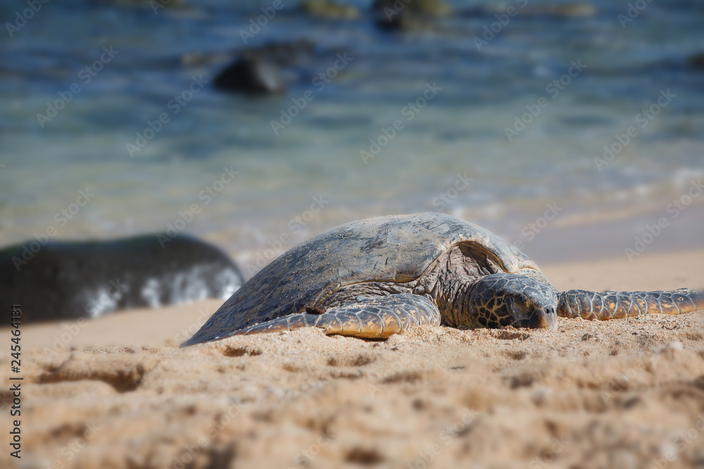 Hawaiian Green Sea Turtle in Maui, HI