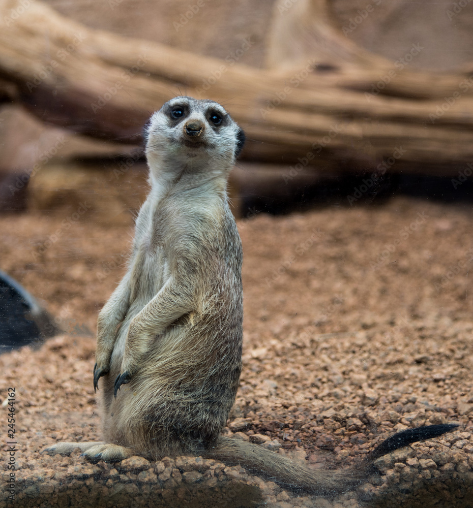 Fototapeta premium meerkat on guard