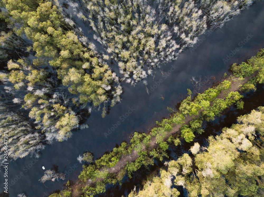 Aerial view of Melaleuca tree forest