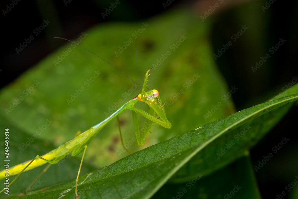 Beautiful green mantis of Borneo.(Selective Focus) Beautiful green mantis of Borneo.(Selective Focus)