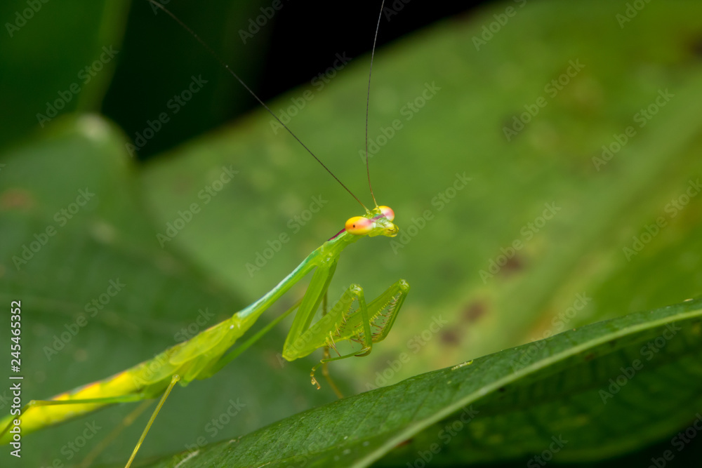 Beautiful green mantis of Borneo.(Selective Focus) Beautiful green mantis of Borneo.(Selective Focus)