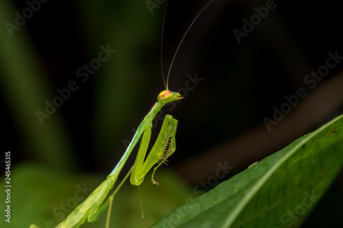Beautiful green mantis of Borneo.(Selective Focus)