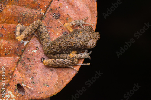 Beautiful nature close-image of Mountain Slender Litter Frog - Leptolalax sabahmontanus
