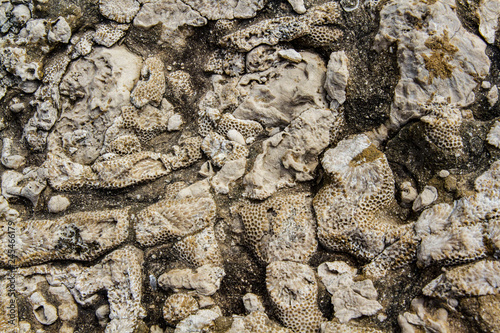 Devonian Era Fossils in a Dried Lake Bed