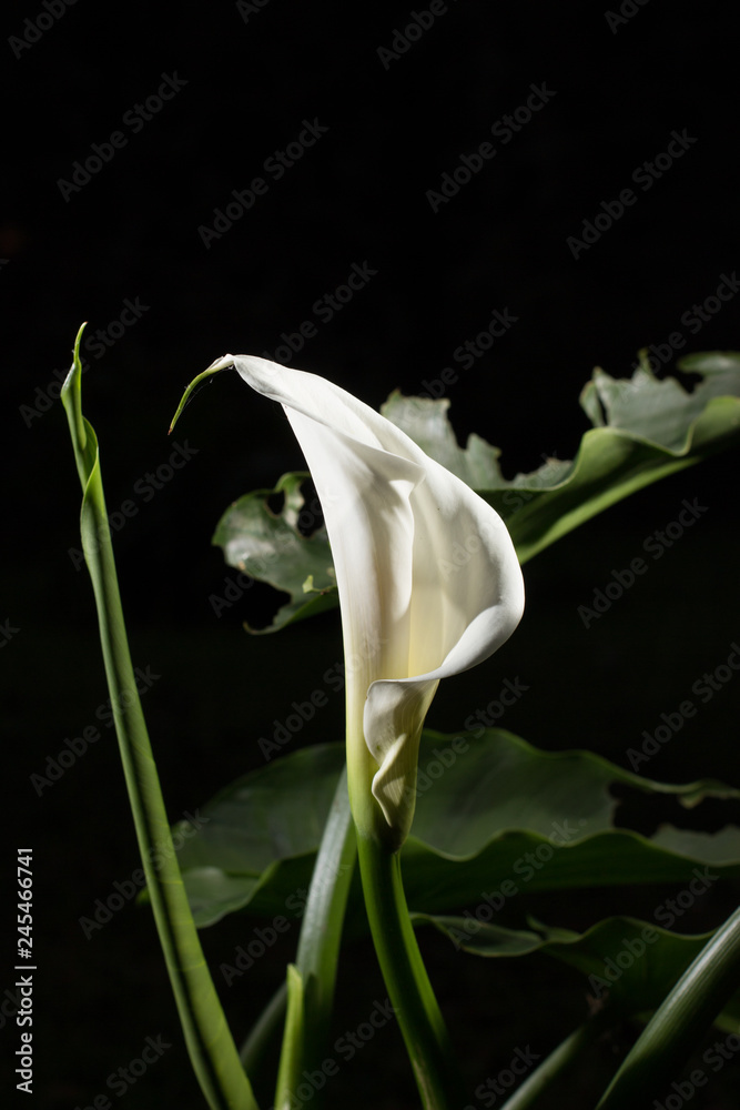 Fototapeta premium alcatraz1