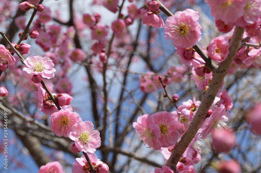 Pink plum blossoms blooming against the background of the sky Pink plum blossoms blooming against the background of the sky