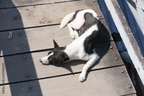 dog sleep on wooden floor