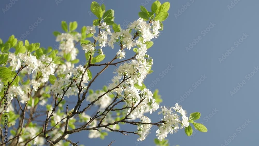 Blossoming tree of plum on background of blue sky. Branches of blossoming plum tree. Blossoming tree of plum on background of blue sky. Branches of blossoming plum tree.