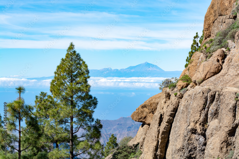 Green Canarian pine tree and Mountains landscape on Gran Canaria island, view on Mount Teide, tenerife, Canary, Spain Green Canarian pine tree and Mountains landscape on Gran Canaria island, view on Mount Teide, tenerife, Canary, Spain