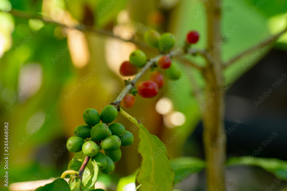 Branch of arabica coffee tree on plantation with green ripening coffee beans