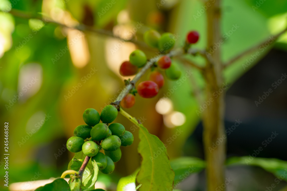 Branch of arabica coffee tree on plantation with green ripening coffee beans Branch of arabica coffee tree on plantation with green ripening coffee beans