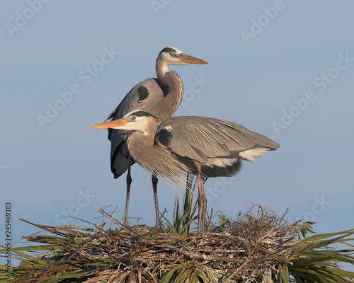 Pair of Great Blue Herons standing on palm tree nest in the Viera Wetlands in Melbourne, Florida photo