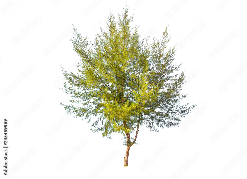 Fototapeta premium pine tree on white