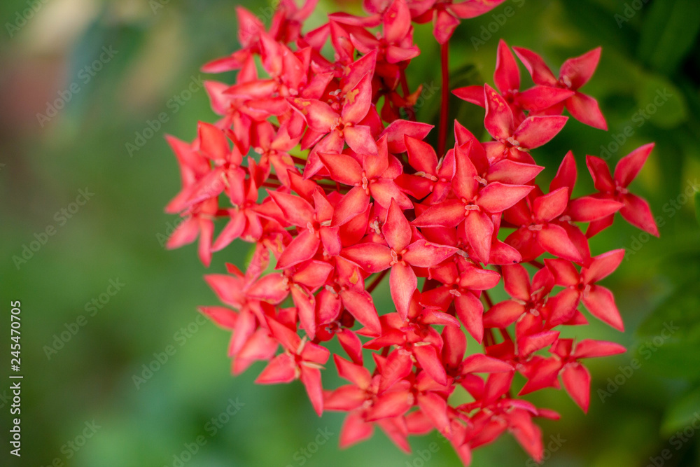 ixora coccinea flower or Red spike flower blooming in the garden