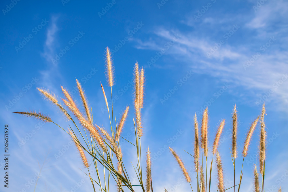 Spring or summer abstract nature background with grass in the meadow and blue sky in the back Spring or summer abstract nature background with grass in the meadow and blue sky in the back